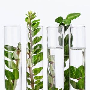 Bespoke Method Development for Your Medicinal Herb of Inteterest